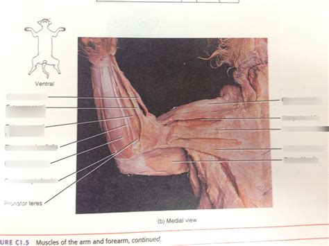 Forelimb muscles- cat Diagram | Quizlet