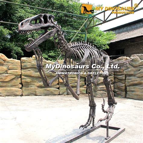 DS-209 New Utahraptor Skeleton for Sale | My Dinosaurs