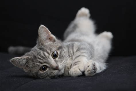 Gray tabby kitten HD wallpaper | Wallpaper Flare