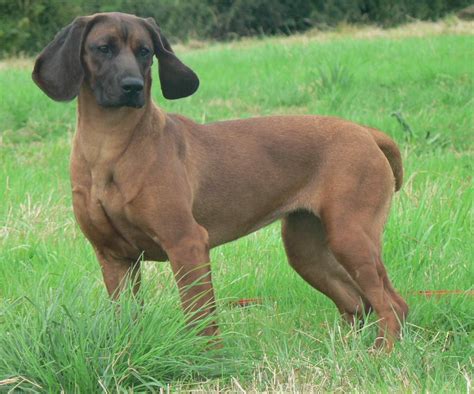 Bavarian Mountain Hound Info, Training, Temperament, Puppies