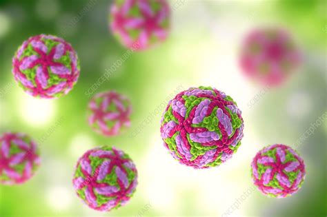 Powassan virus particles, illustration - Stock Image - F020/2820 - Science Photo Library