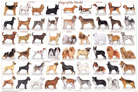 Buy Laminated Dogs of the World Popular Breeds Chart 36x24 Online at desertcartINDIA