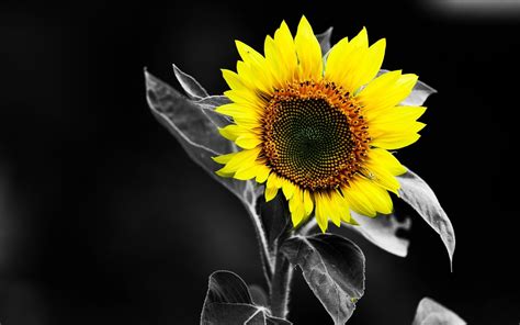 Sunflower Wallpaper Desktop (67+ pictures)