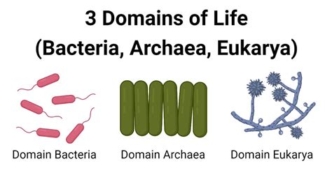 Bacteria Versus Archaea All About Bacteria Images - vrogue.co