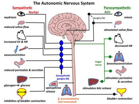 Acetylcholine Neurotransmitter Function