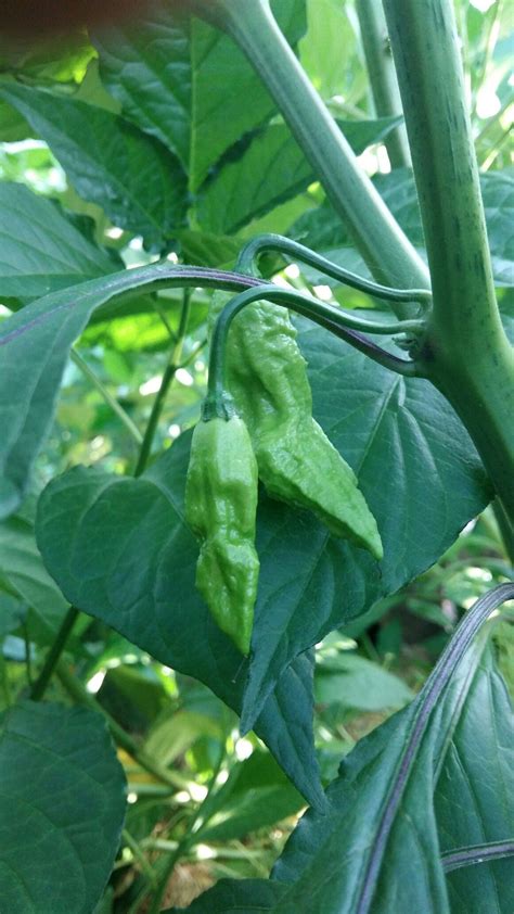 Bhut Jolokia | Plants, Plant leaves, Bhut jolokia