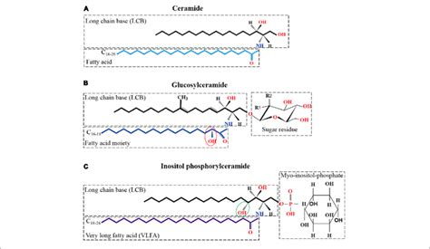 | Kinds and structures of glycosphingolipid in filamentous fungi. (A ...