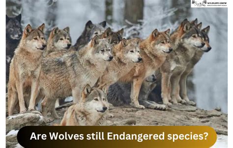 Are Wolves Still Endangered Species? - WildLifeGrow