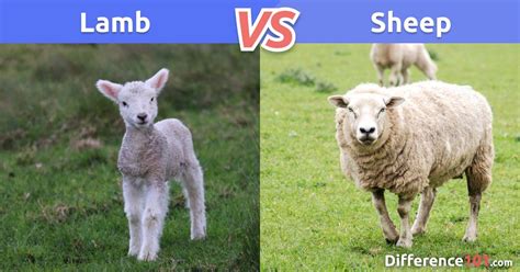 Lamb vs. Sheep: What is the difference between Lamb and Sheep? | Lamb ...