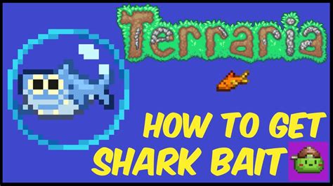 How To Get Shark Bait (With Seed) In Terraria | Terraria 1.4.4.9 - YouTube