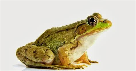 Business Ideas | Small Business Ideas: How to Starting a Frog Farming ...