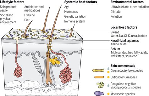 Human Skin Microbiome