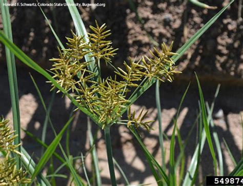 Washington State Noxious Weed Control Board