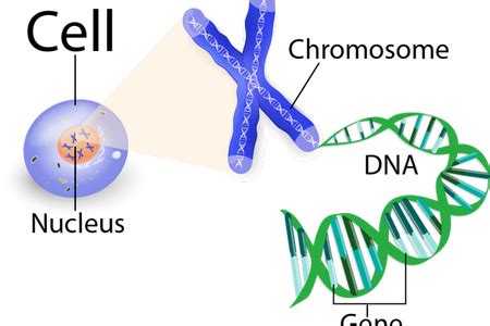 Clip Art Stock Chromosome Drawing Gene Dna - Nucleus Dna Chromosomes ...