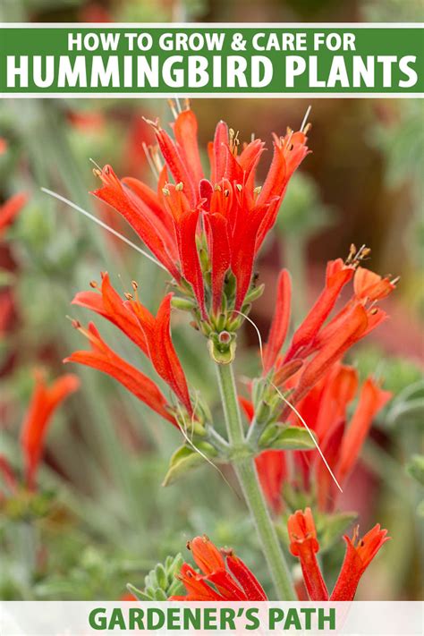 How to Grow Hummingbird Plants (Firecracker Plants)