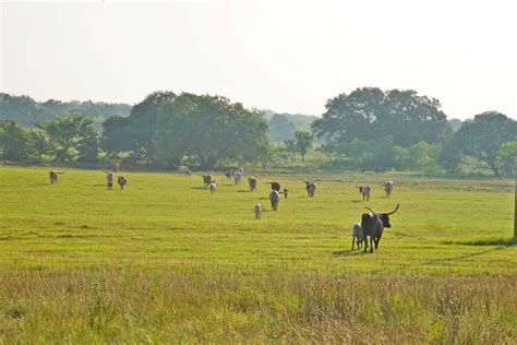 16 Tips for Texas Longhorn Cattle Ranchers in Texas