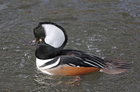 Pictures and information on Hooded Merganser