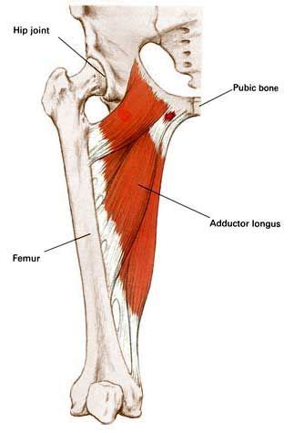 Pin on Anatomy Study Time