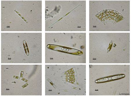 Plankton | Definition, Types & Examples - Lesson | Study.com