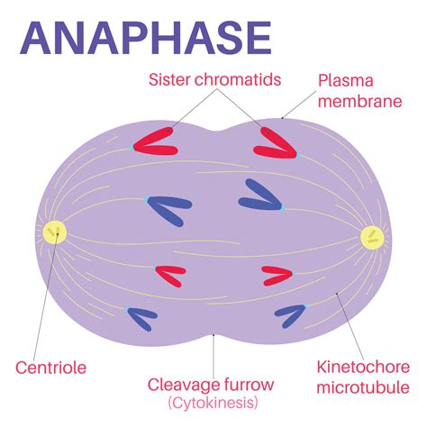 Anaphase is stage of cell division. 15274241 Vector Art at Vecteezy