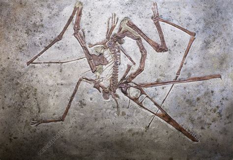 Pterosaur fossil - Stock Image - C012/5070 - Science Photo Library