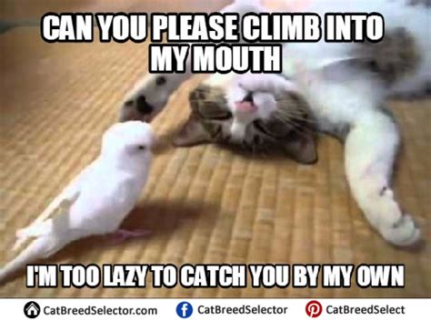 Lazy Cat Memes – Cat Breed Selector