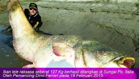 IKAN LELE RAKSASA SEBERAT 127 KG BERHASIL DI TANGKAP ~ Mahessa83 - Blog Terbaik Untuk Disimak