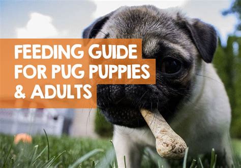 Pug Puppy Feeding Chart | tunersread.com