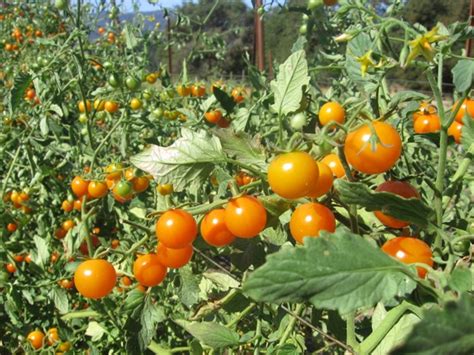 Tomato Farming Information Guide | Asia Farming