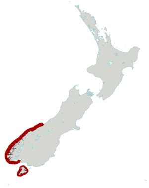 Fiordland penguin Facts for Kids