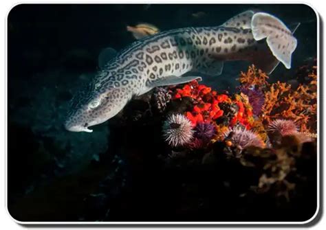 Leopard Catshark – Facts, Size, Behavior, Diet, Pictures