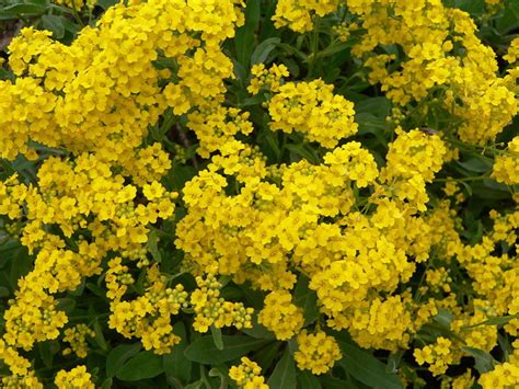 Yellow Alyssum Is an Easy-to-Grow Perennial - Dengarden