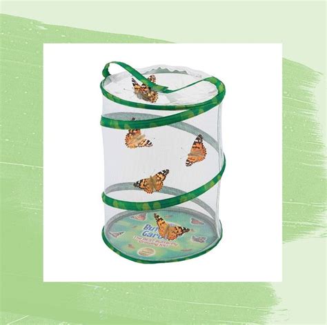 The Best Butterfly Kits - Top Butterfly Growing Kits