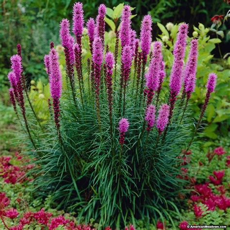 Pin on Gardening ~ Drought Tolerant plants