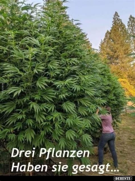 Drei Pflanzen Haben sie gesagt... - DEBESTE.de