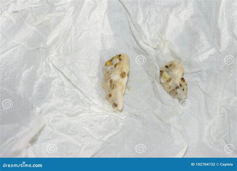 Food Pellets Regurgitated by a Mini Macaw Parrot. Stock Photo - Image ...