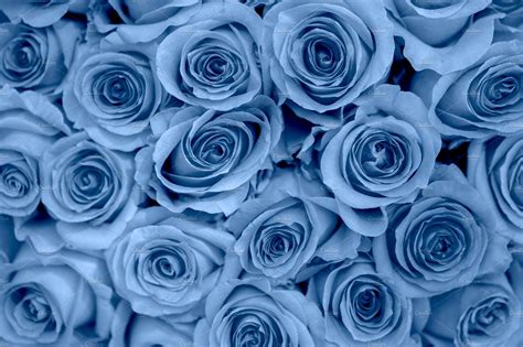 Beautiful background of blue roses | Nature Stock Photos ~ Creative Market