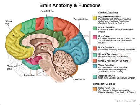 Cross Section View Of Brain Lateral View Of The Brain Anatomy Anatomy Of Human Diagram in 2020 ...