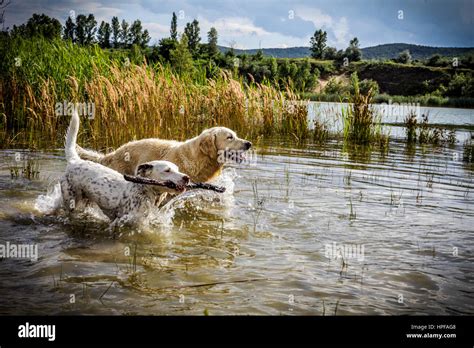 two dogs playing in water Stock Photo - Alamy