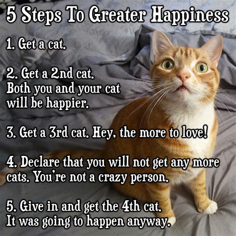 5 Steps to Greater Happiness | Cats, Funny cats, Cat quotes