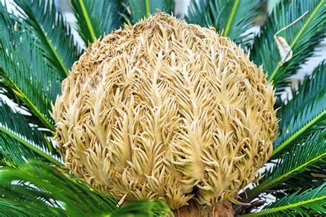 How to Grow and Care for Sago Palm | Gardener’s Path