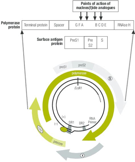 Genome structure of the hepatitis B virus showing overlapping reading... | Download Scientific ...