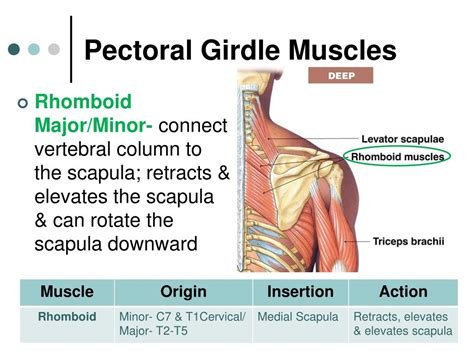 Pectoral Girdle