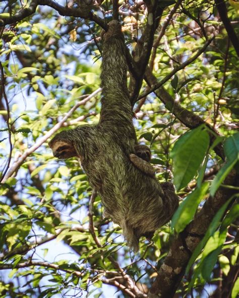 Guide to Visiting Manuel Antonio National Park - Hungariandreamers