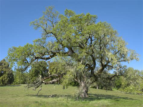 Valley oak in spring, Monterey County, California - Main Exhibit - Gallery - Joseph Holmes