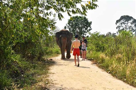 Pattaya Elephant Sanctuary - My Thailand Tours | ethical Elephant treating