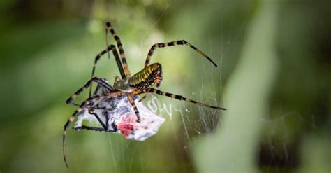 What Eats Spotted Lanternfly: Do They Have Predators? - IMP WORLD