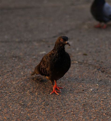 Close up of Pigeon · Free Stock Photo