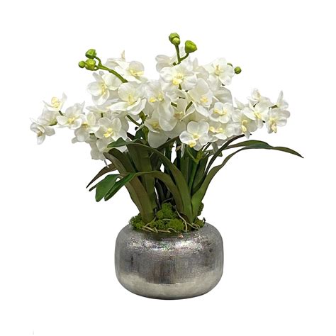 Vanda Orchid in Pot 18" | Winward Home