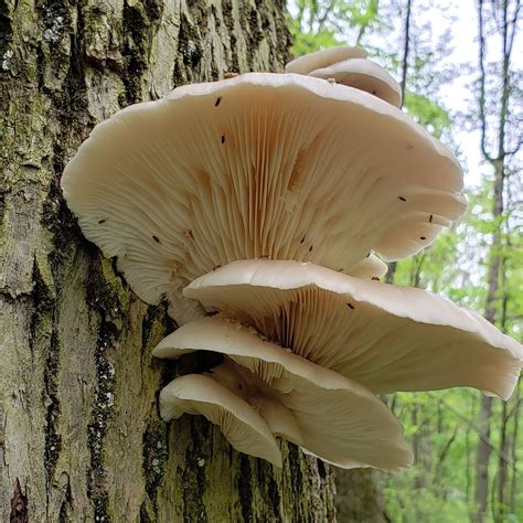 Oyster Mushrooms in PA | Luther Homestead